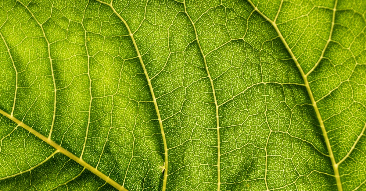 découvrez l'écologie, la science qui étudie les relations entre les organismes vivants et leur environnement. apprenez comment préserver notre planète pour les générations futures grâce à des pratiques durables et un respect de la biodiversité.
