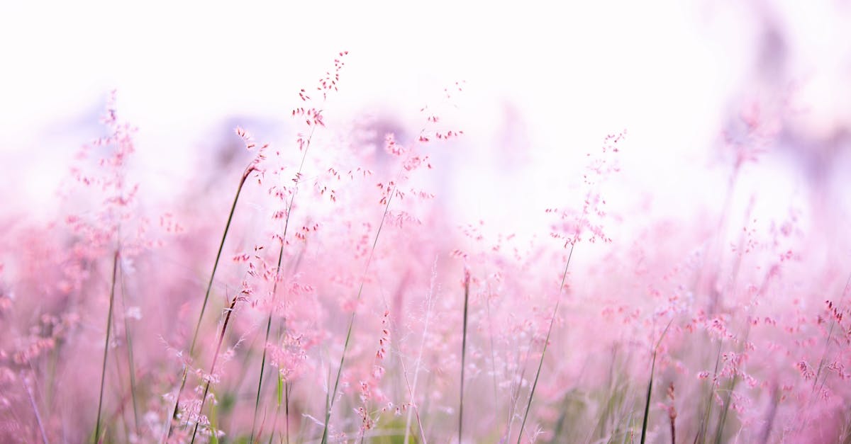 découvrez la beauté de la nature, explorez des paysages époustouflants, et apprenez à préserver notre environnement. plongez dans un monde de biodiversité et de sérénité.