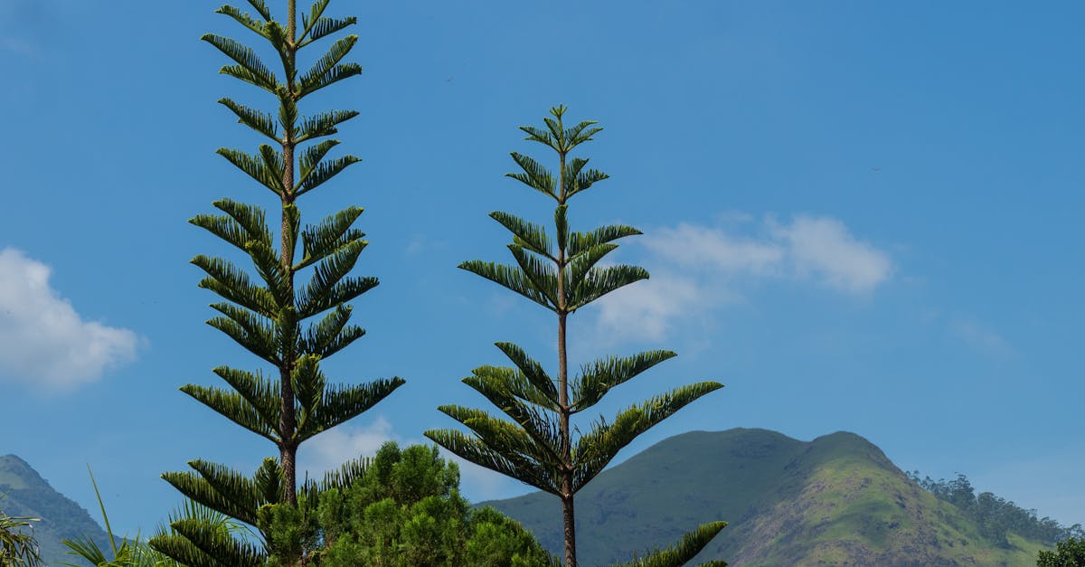 découvrez l'écotourisme : une manière responsable d'explorer la nature tout en préservant l'environnement. vivez des aventures authentiques, respectez les écosystèmes et soutenez les communautés locales grâce à des voyages durables.