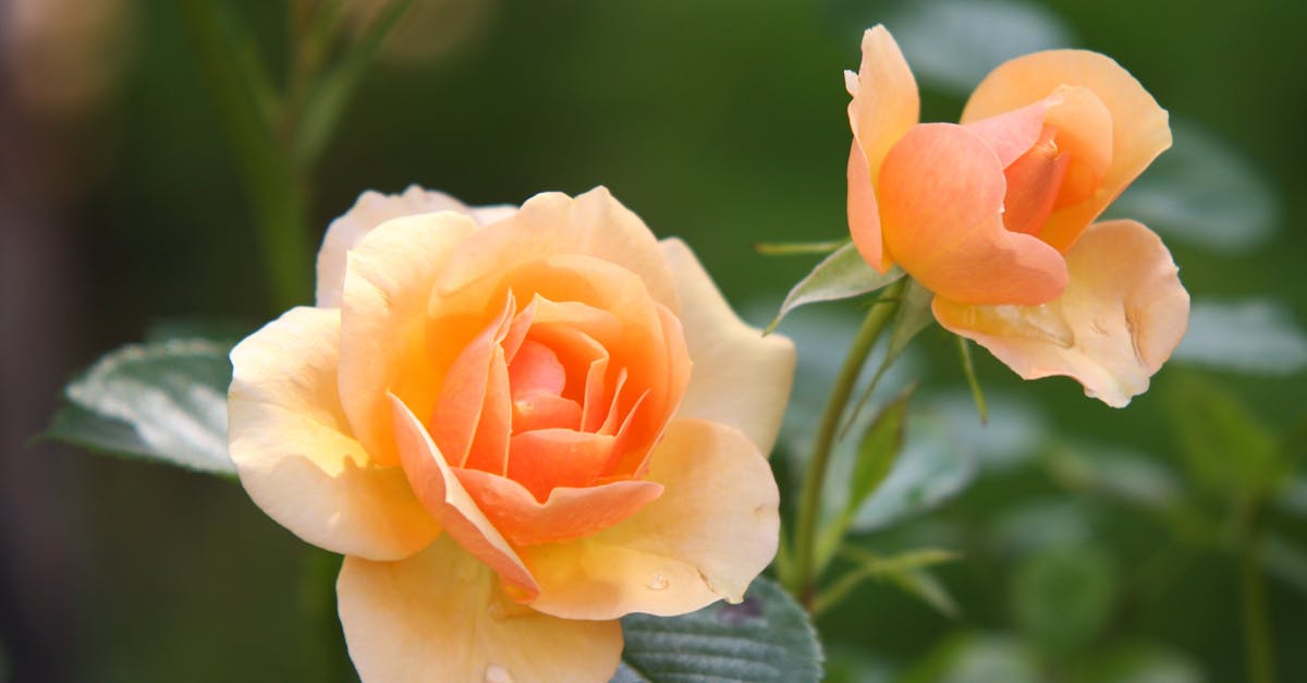 découvrez la beauté sauvage de la nature, un monde fascinant peuplé de paysages époustouflants, de faune et de flore diversifiées. explorez des merveilles naturelles et apprenez comment les préserver pour les générations futures.
