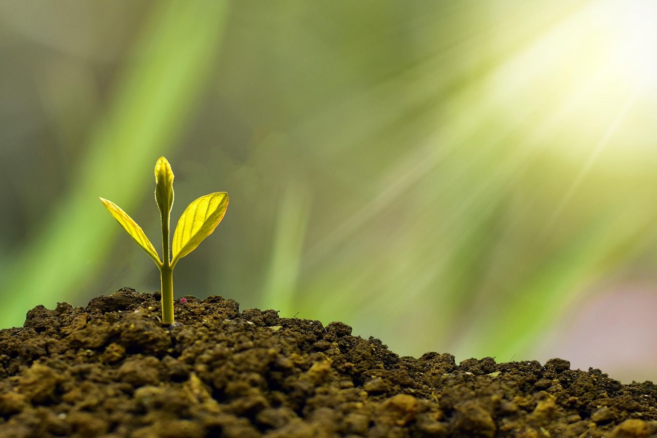 découvrez comment soutenir et dynamiser la économie locale, en explorant les initiatives, les entreprises et les stratégies qui favorisent la croissance et le développement durable au sein de votre communauté.