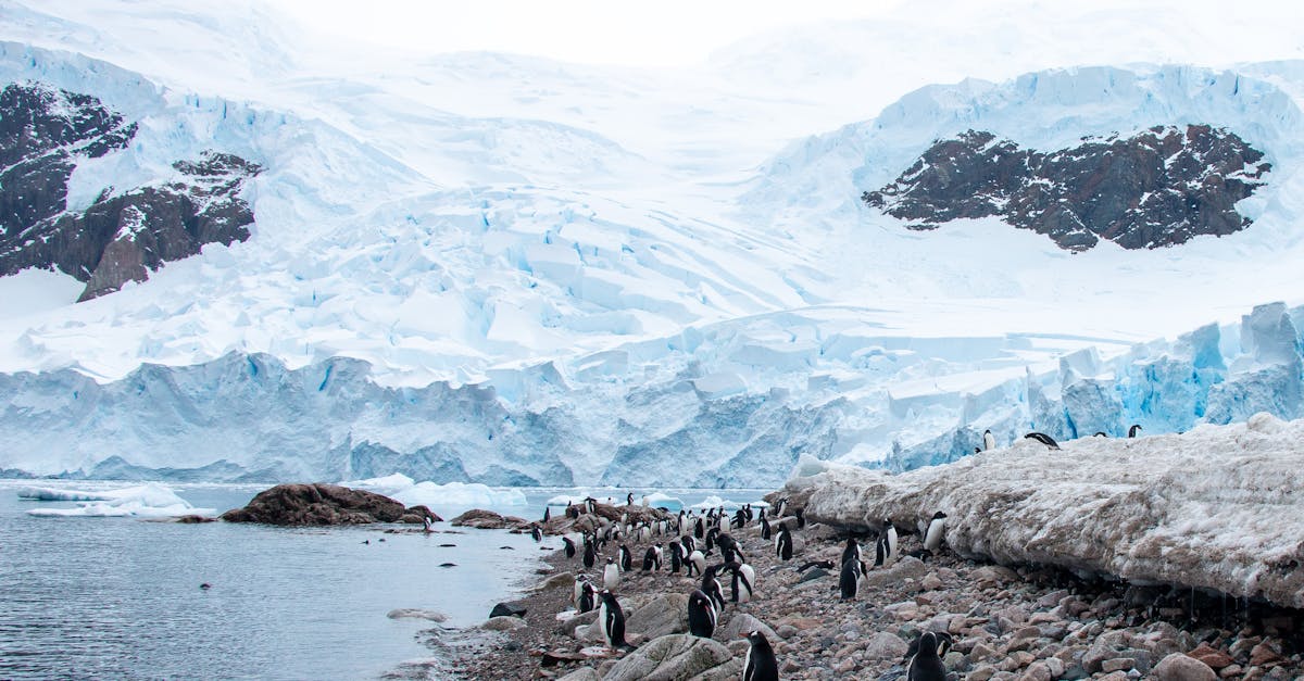 découvrez la richesse et la diversité des espèces sur notre planète. comprenez l'importance de la biodiversité pour l'équilibre des écosystèmes et les défis auxquels elle est confrontée. explorez des initiatives pour préserver notre héritage naturel.