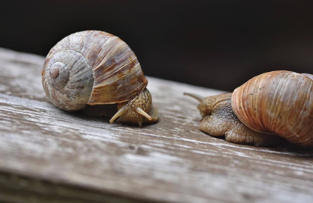 découvrez le slow travel, une approche de voyage axée sur la lenteur, l'immersion culturelle et le respect des lieux visités pour vivre des expériences authentiques et durables.