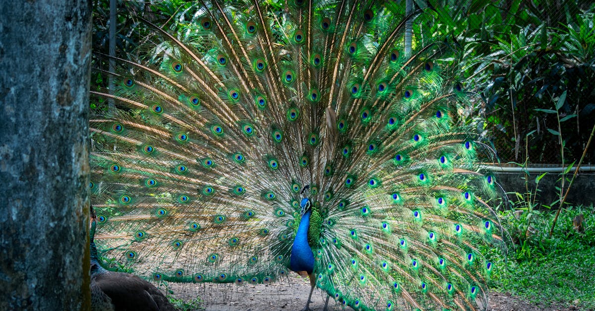 Les bienfaits des jardins naturels pour la biodiversité