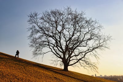 Sentiers de découverte : un guide pour explorer la nature autrement