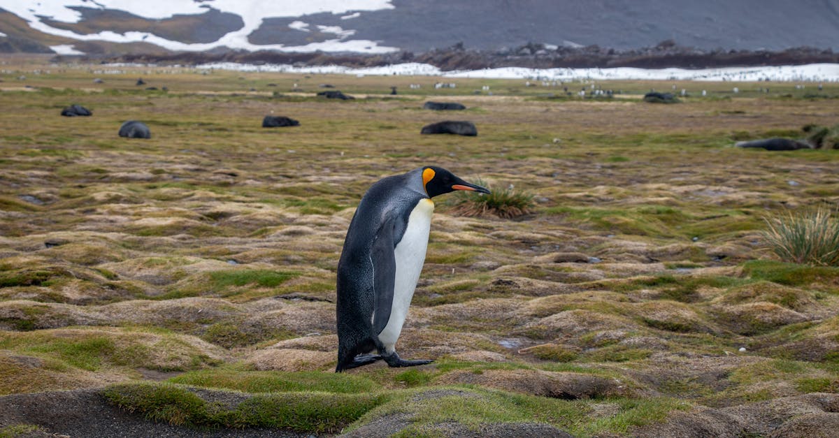 Comment préserver la biodiversité : conseils et pratiques essentielles