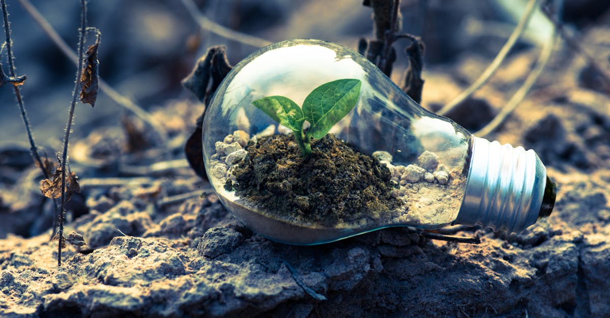 L’importance de l’économie verte pour un avenir durable