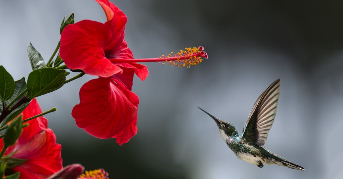 Retour à la nature : les bienfaits d’une déconnexion