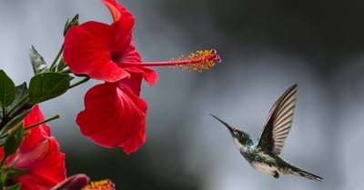 Retour à la nature : les bienfaits d’une déconnexion