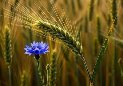 Circuits engagés : comprendre l’impact de l’agriculture durable sur l’environnement