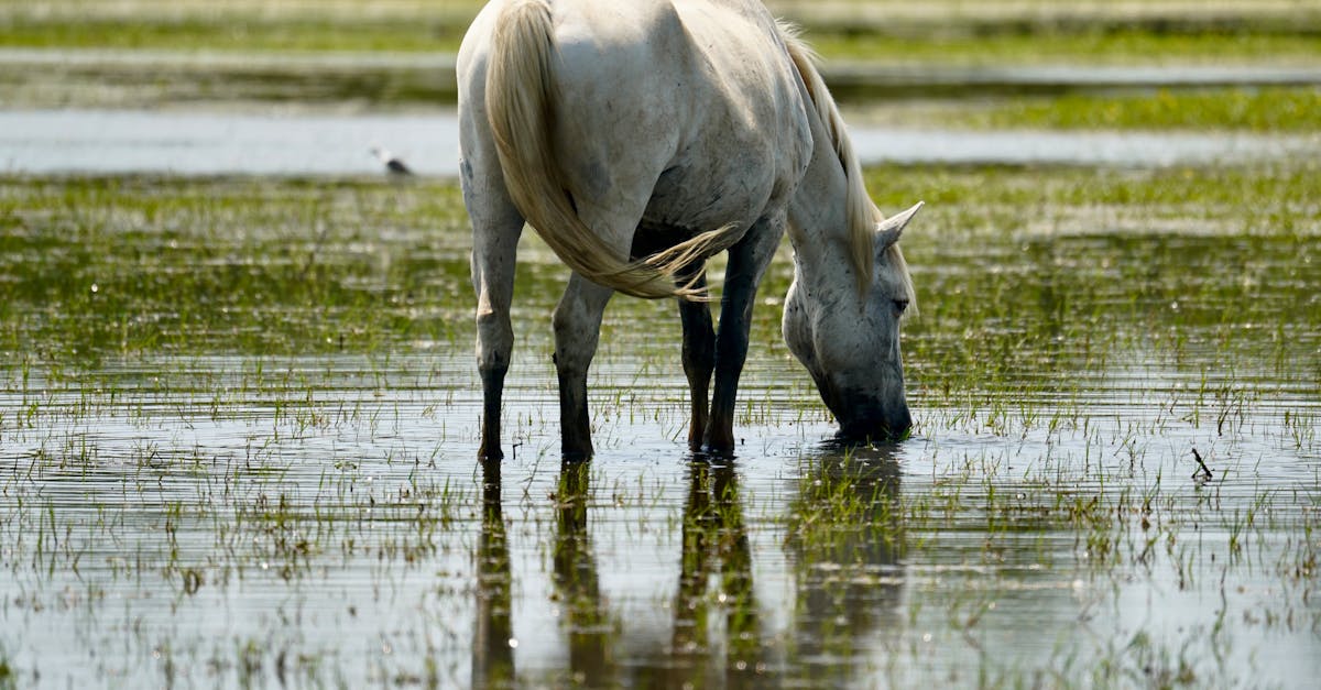 L’importance de la biodiversité dans les écosystèmes naturels