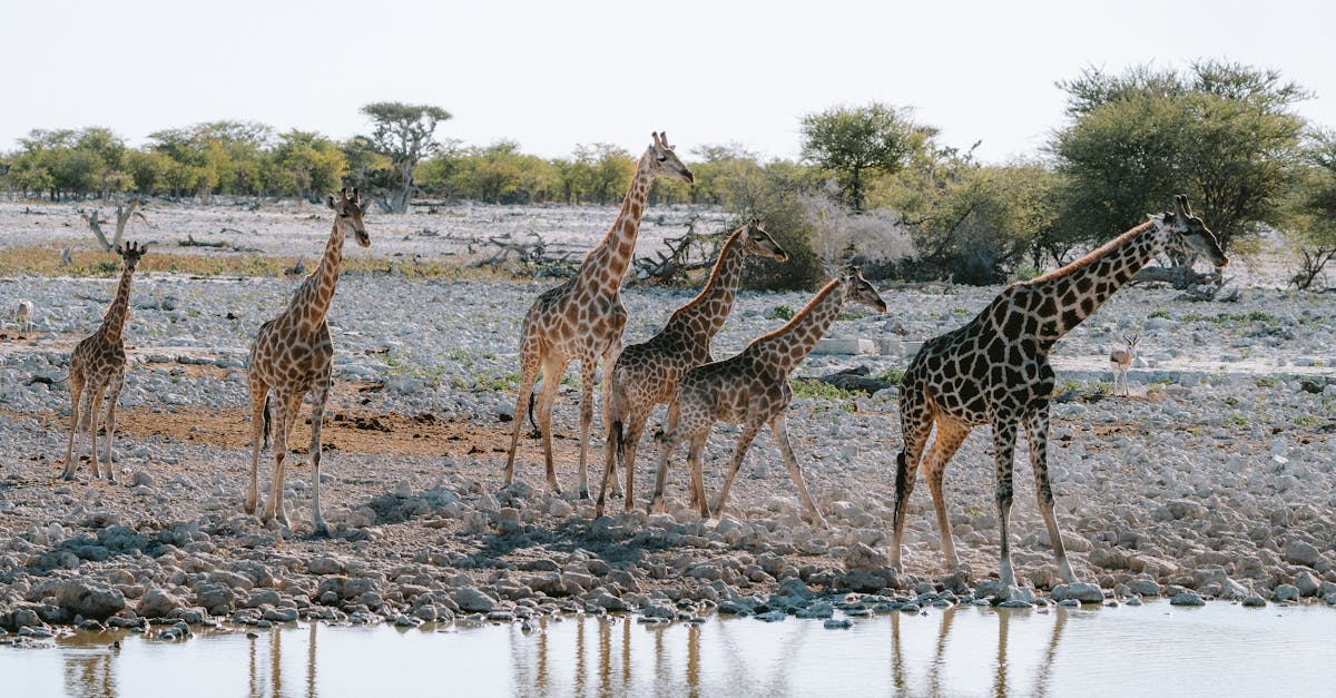 découvrez le tourisme durable : une approche écoresponsable qui préserve l'environnement tout en offrant des expériences authentiques aux voyageurs. engagez-vous à explorer des destinations qui soutiennent les communautés locales et protègent la biodiversité.