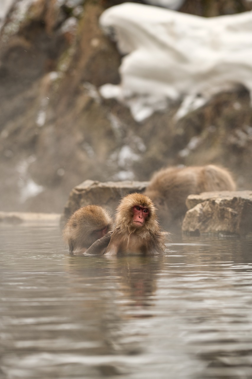 découvrez les merveilles de l'écotourisme, une aventure qui allie exploration de la nature et respect de l'environnement. plongez dans des paysages préservés, faune et flore exceptionnelles, tout en contribuant à la conservation des ressources naturelles et au soutien des communautés locales. partez à la découverte de voyages responsables et durables pour une expérience inoubliable.