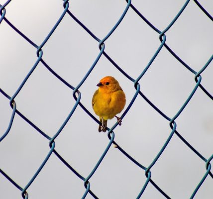 découvrez les stratégies efficaces de link building pour améliorer le référencement de votre site web. apprenez à générer des backlinks de qualité afin d'augmenter votre visibilité en ligne et d'attirer davantage de visiteurs.