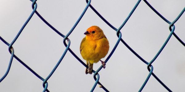 découvrez les stratégies efficaces de link building pour améliorer le référencement de votre site web. apprenez à générer des backlinks de qualité afin d'augmenter votre visibilité en ligne et d'attirer davantage de visiteurs.