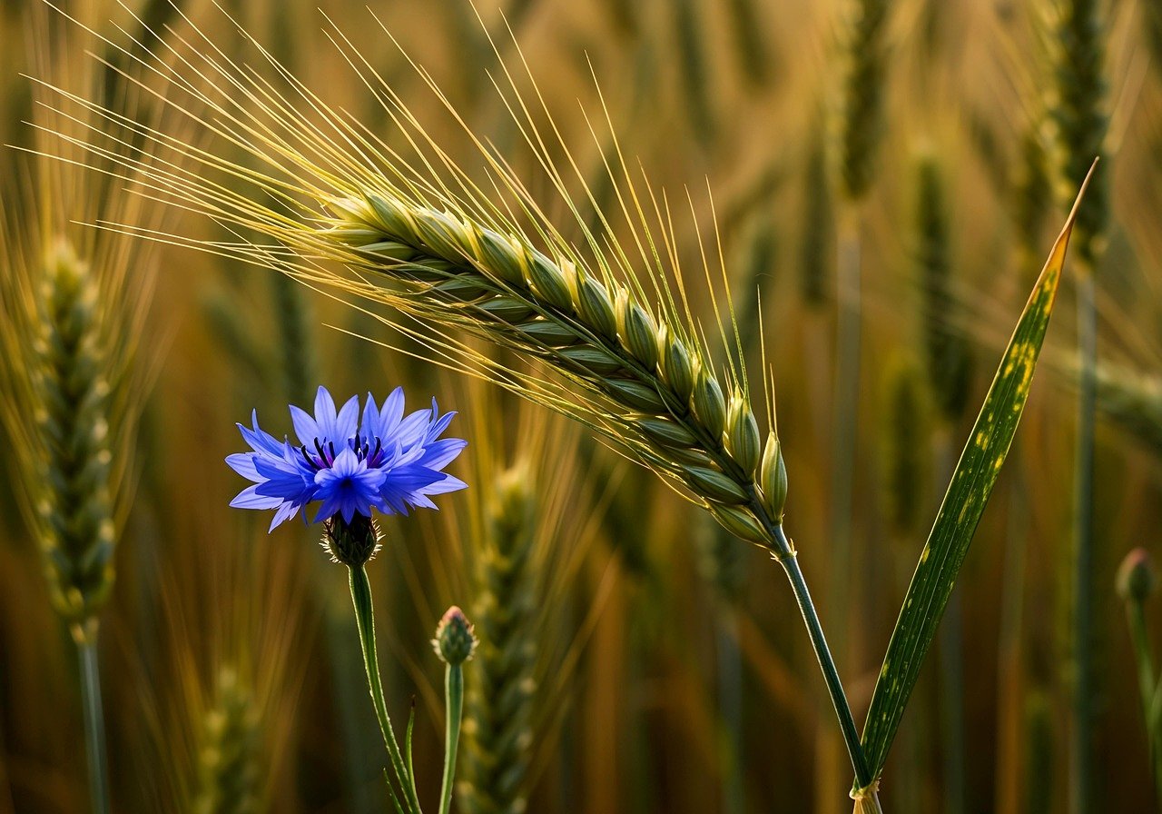 découvrez l'agriculture durable, une approche innovante qui préserve l'environnement tout en répondant aux besoins alimentaires mondiaux. apprenez les pratiques écoresponsables qui favorisent la santé des sols, la biodiversité et la gestion des ressources naturelles.