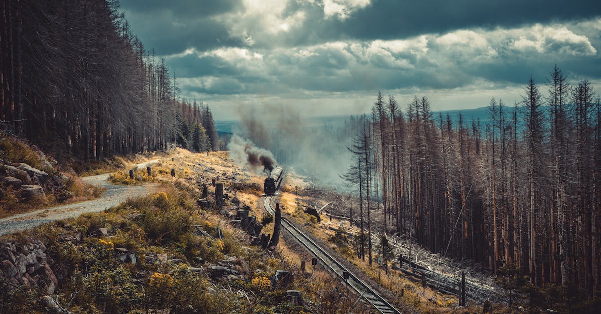 découvrez comment voyager de manière durable avec nos conseils pratiques et astuces pour minimiser votre impact environnemental tout en profitant pleinement de vos aventures. adoptez le tourisme responsable et explorez le monde en préservant notre planète.