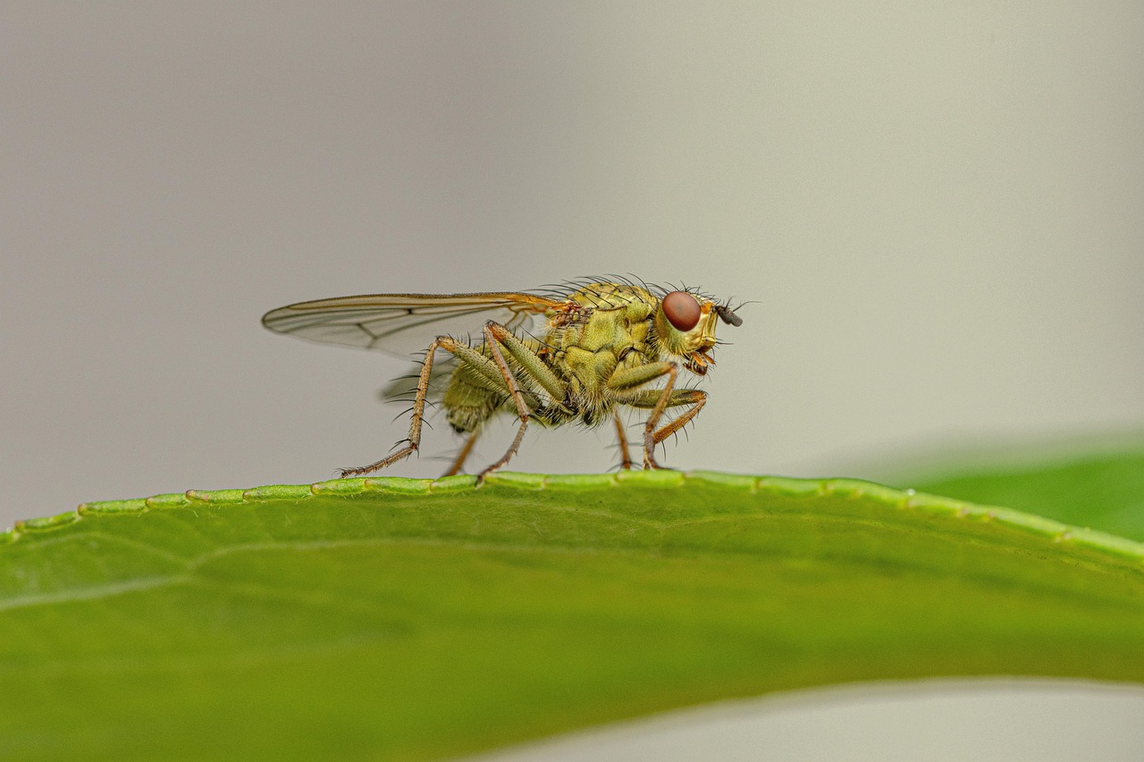 découvrez comment la biodiversité urbaine enrichit nos villes, favorise la durabilité et améliore la qualité de vie. explorez des initiatives innovantes pour préserver la faune et la flore au cœur des environnements urbains.