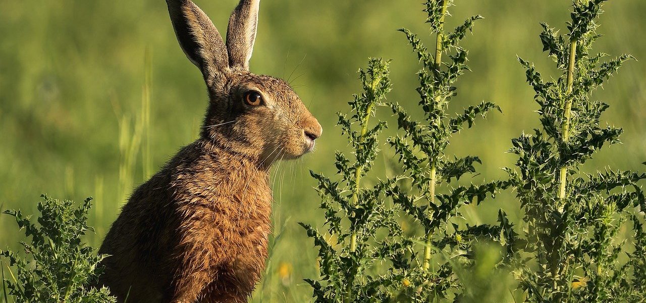 découvrez l'importance de la biodiversité urbaine et comment elle enrichit nos villes. explorez des initiatives innovantes pour préserver la faune et la flore en milieu urbain tout en favorisant des espaces verts durables.
