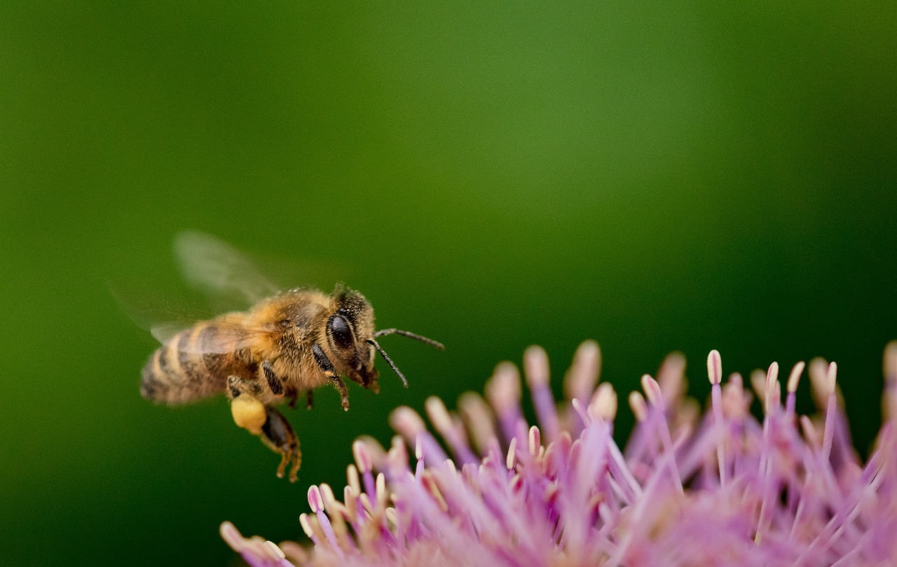 découvrez l'importance de la biodiversité urbaine et son impact positif sur nos villes. apprenez comment les écosystèmes urbains contribuent au bien-être des habitants, tout en favorisant la durabilité et la résilience des environnements urbains.
