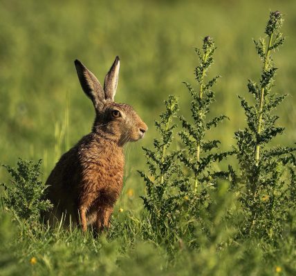 découvrez l'importance de la biodiversité urbaine et comment elle enrichit nos villes. explorez des initiatives innovantes pour préserver la faune et la flore en milieu urbain tout en favorisant des espaces verts durables.