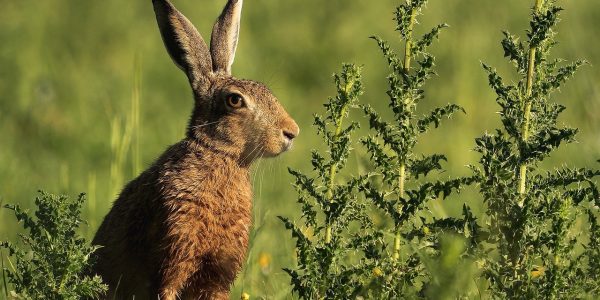 découvrez l'importance de la biodiversité urbaine et comment elle enrichit nos villes. explorez des initiatives innovantes pour préserver la faune et la flore en milieu urbain tout en favorisant des espaces verts durables.