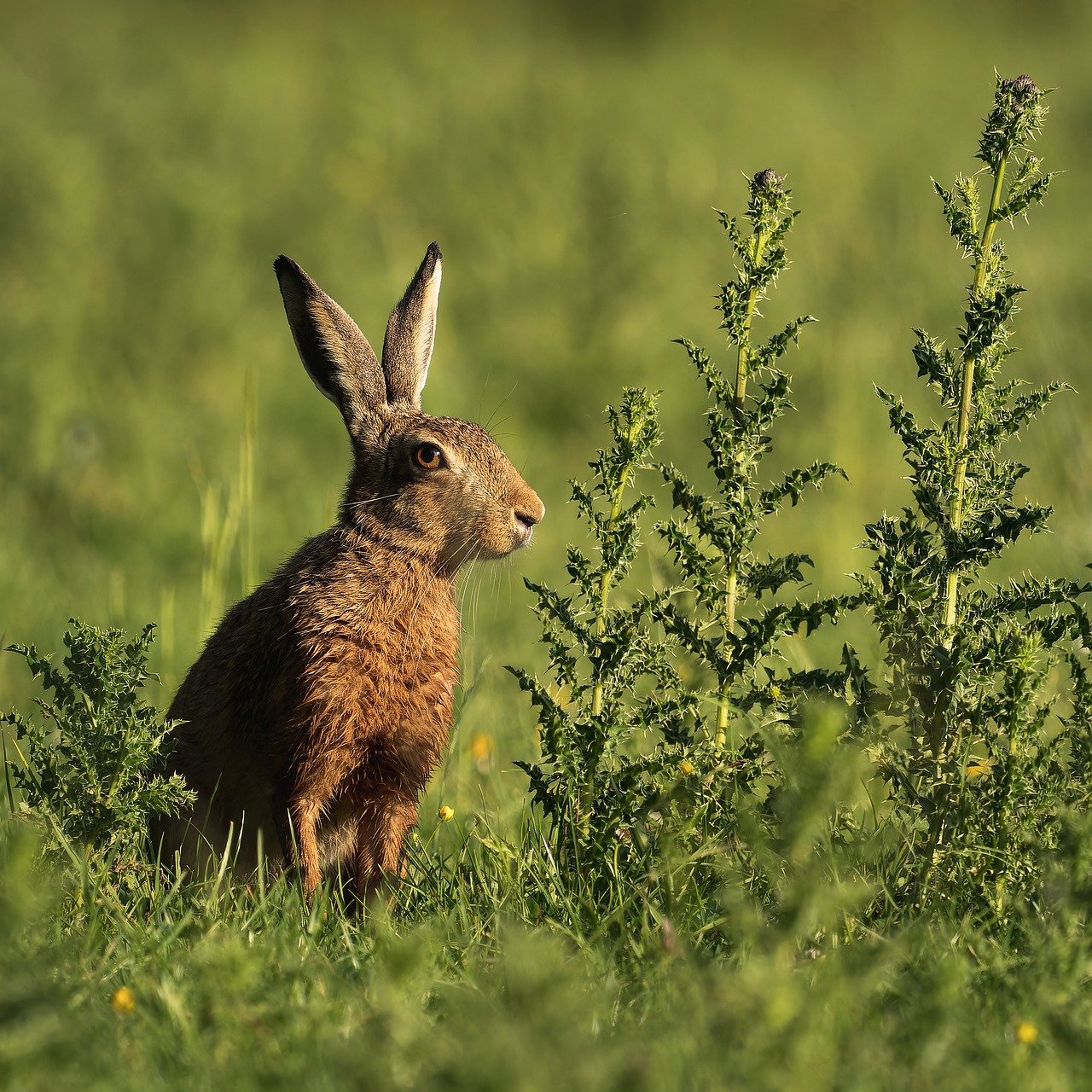découvrez l'importance de la biodiversité urbaine et comment elle enrichit nos villes. explorez des initiatives innovantes pour préserver la faune et la flore en milieu urbain tout en favorisant des espaces verts durables.
