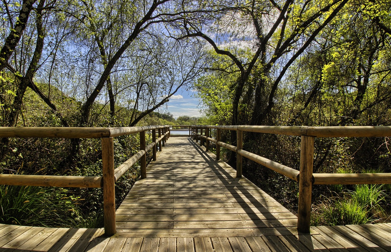 découvrez l'écotourisme : une aventure durable qui vous plonge au cœur de la nature tout en préservant l'environnement. explorez des destinations responsables, engagez-vous dans des activités respectueuses de la biodiversité et contribuez à la protection des écosystèmes. joignez-vous à un mouvement qui allie plaisir du voyage et conscience écologique.