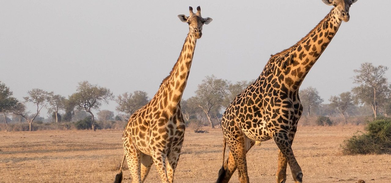 découvrez l'écotourisme, une façon unique de voyager responsablement tout en préservant la nature et en soutenant les communautés locales. explorez des destinations durables, profitez d'activités en plein air et vivez une expérience enrichissante qui respecte l'environnement.