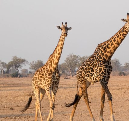 découvrez l'écotourisme, une façon unique de voyager responsablement tout en préservant la nature et en soutenant les communautés locales. explorez des destinations durables, profitez d'activités en plein air et vivez une expérience enrichissante qui respecte l'environnement.