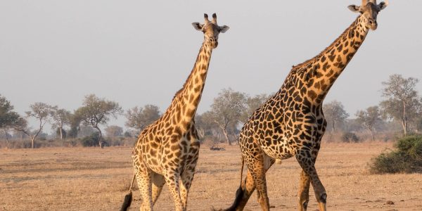 découvrez l'écotourisme, une façon unique de voyager responsablement tout en préservant la nature et en soutenant les communautés locales. explorez des destinations durables, profitez d'activités en plein air et vivez une expérience enrichissante qui respecte l'environnement.