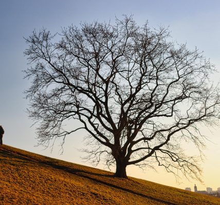 découvrez les merveilles de la nature à travers une exploration immersive. plongez dans des paysages époustouflants, observez la faune dans son habitat naturel et laissez-vous inspirer par la beauté de notre planète. partez à l'aventure et redécouvrez la magie de la nature.