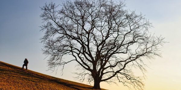 découvrez les merveilles de la nature à travers une exploration immersive. plongez dans des paysages époustouflants, observez la faune dans son habitat naturel et laissez-vous inspirer par la beauté de notre planète. partez à l'aventure et redécouvrez la magie de la nature.