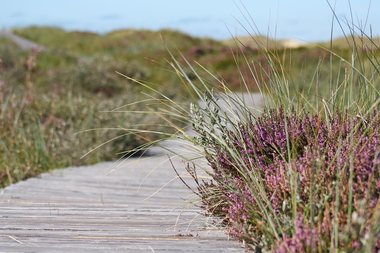 découvrez l'importance de la randonnée éthique pour préserver notre environnement tout en profitant de la nature. apprenez des pratiques durables et respectueuses lors de vos aventures en plein air.