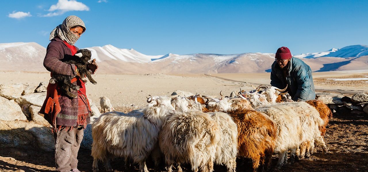 découvrez l'univers fascinant des tribus nomades, leurs traditions, modes de vie et cultures uniques. explorez comment ces communautés s'adaptent à leur environnement et préservent leur identité à travers les âges.
