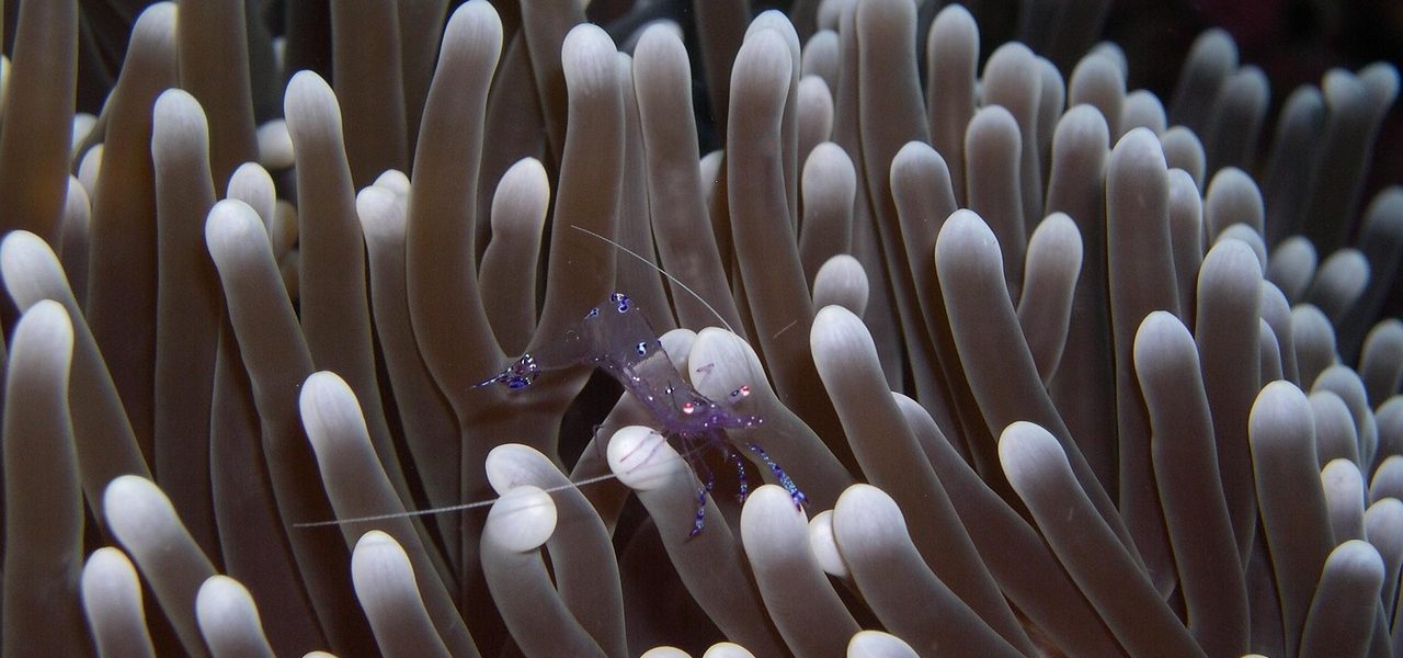 découvrez l'immersion culturelle : une expérience unique pour plonger au cœur des traditions, de la langue et du mode de vie locaux. osez franchir les frontières et enrichissez votre vision du monde à travers une immersion authentique.