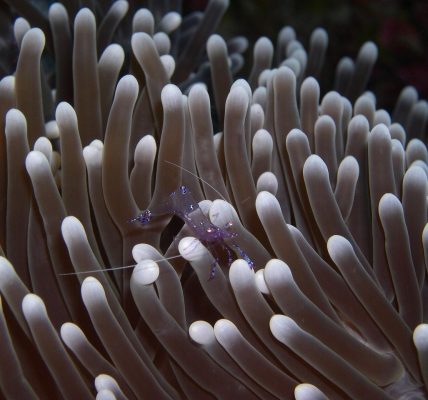 découvrez l'immersion culturelle : une expérience unique pour plonger au cœur des traditions, de la langue et du mode de vie locaux. osez franchir les frontières et enrichissez votre vision du monde à travers une immersion authentique.