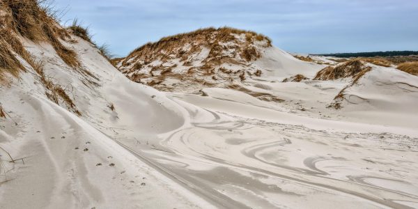 découvrez ce qu’est une réserve écologique : des espaces naturels protégés dédiés à la préservation de la biodiversité, à la recherche scientifique et à l’éducation environnementale.