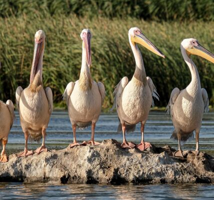 découvrez l'écotourisme : voyagez de manière responsable, explorez la nature tout en préservant l'environnement et soutenez les communautés locales.