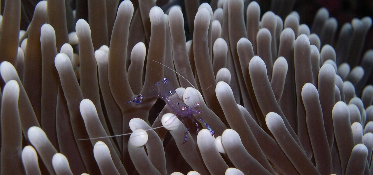 découvrez l'immersion culturelle : vivez une expérience authentique en vous plongeant pleinement dans les traditions, la langue et le mode de vie d'une nouvelle culture.