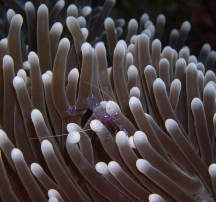 découvrez l'immersion culturelle : vivez une expérience authentique en vous plongeant pleinement dans les traditions, la langue et le mode de vie d'une nouvelle culture.