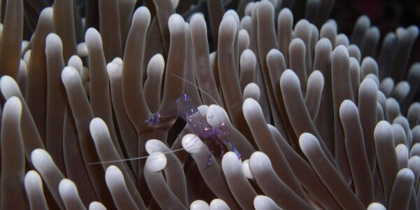 découvrez l'immersion culturelle : vivez une expérience authentique en vous plongeant pleinement dans les traditions, la langue et le mode de vie d'une nouvelle culture.