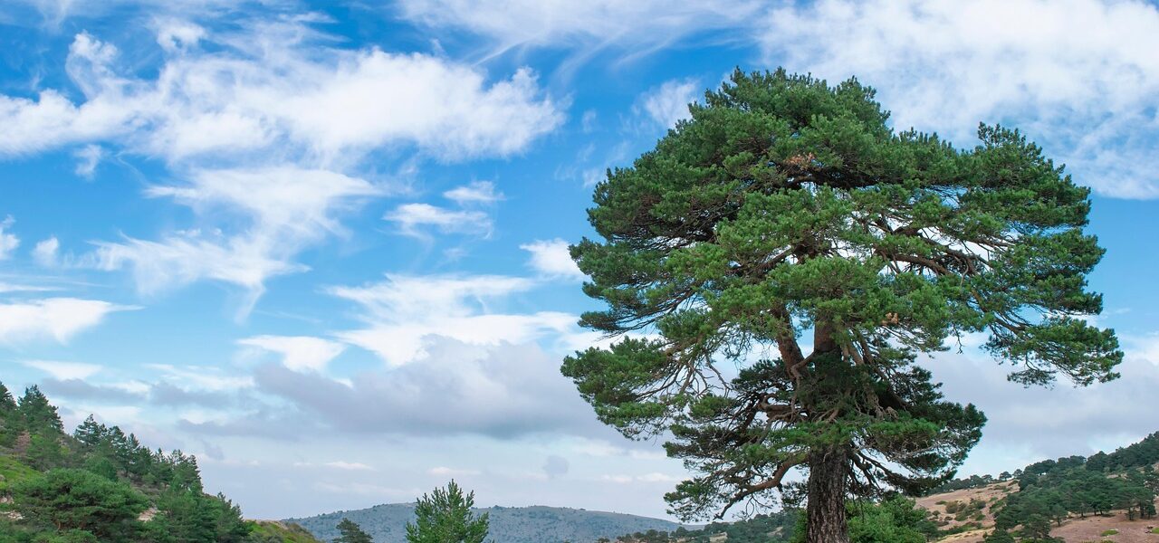 découvrez des conseils et astuces pour voyager de manière écologique et responsable, en réduisant votre empreinte carbone tout en explorant le monde.