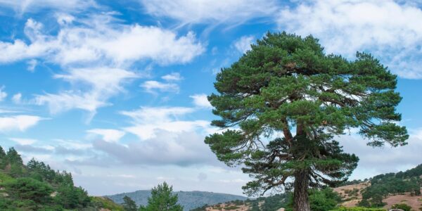 découvrez des conseils et astuces pour voyager de manière écologique et responsable, en réduisant votre empreinte carbone tout en explorant le monde.